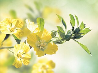 描写丁香花的好词好句好段_描写丁香花的优美词句