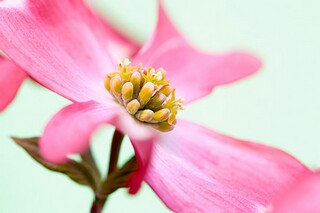 描写花的诗句古诗_描写花的诗句