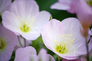 农村追悼会悼词_农村追悼会悼词大全精选合集
