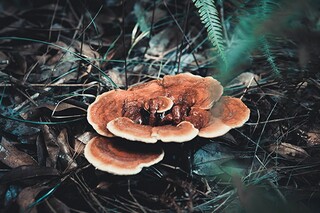 责任与担当作文_责任与担当作文
