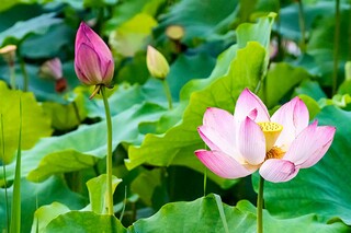 处暑节气句子_处暑节气句子